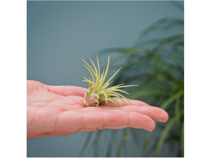 Luchtplantjes love Luchtplantjes love