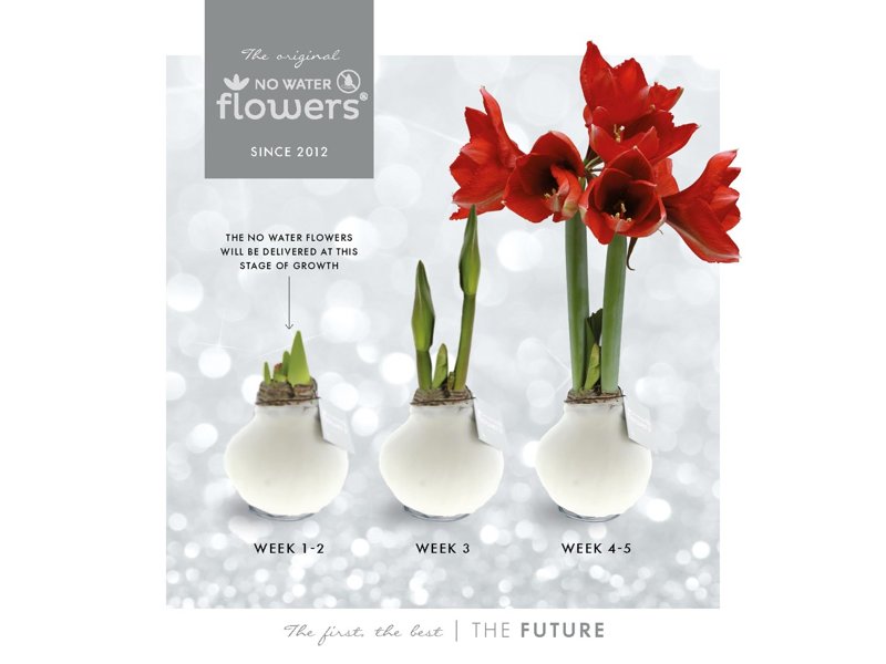 No Water Flowers® - Waxz® on pallet No Water Flowers® - Waxz® on pallet