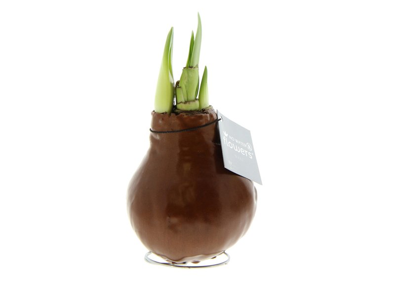 No Water Flowers® - Waxz® Colours No Water Flowers® - Waxz® Colours