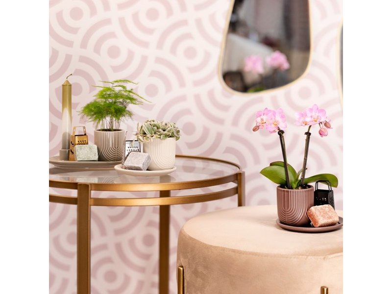 Aromatic Christmas Giftset small - Snowy Succulent Aromatic Christmas Giftset small - Snowy Succulent