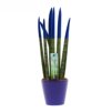 Sansevieria Topline® - Velvet Touchz® medium Sansevieria Topline® - Velvet Touchz® medium