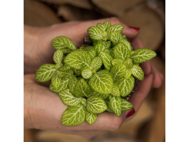 Wardians® ecosysteem - Bowl small