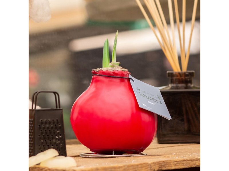 No Water Flowers® - Waxz® Parfumz No Water Flowers® - Waxz® Parfumz