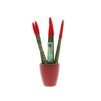 Sansevieria Topline® - Velvet Touchz® small Sansevieria Topline® - Velvet Touchz® small