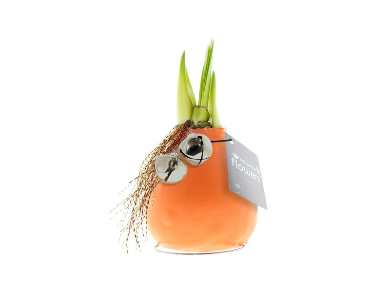 No Water Flowers® - Jingle Bellz No Water Flowers® - Jingle Bellz