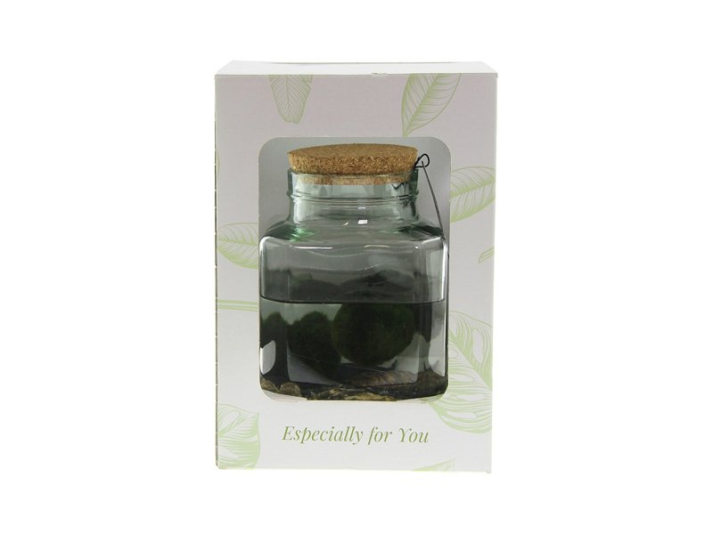 Marimo moss balls - octogoon