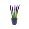 Sansevieria Topline® - Velvet Touchz® small Sansevieria Topline® - Velvet Touchz® small