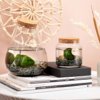 Marimo moss balls - bottle medium Marimo moss balls - bottle medium