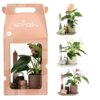 Aromatic Giftset large - Elegant Anthurium Aromatic Giftset large - Elegant Anthurium